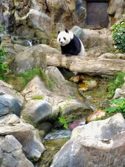 The panda sits on the rocks in the zoo. Amusement Park 