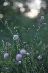 flowers in a field