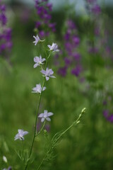 Fototapeta premium flowers in the garden