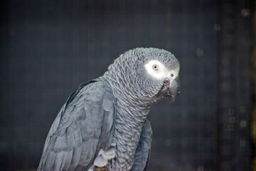 this is a close up of a grey african parrot © susan flashman