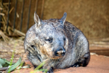 the hairy nosed wombat is looking for food