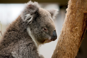 this is a close up of a koala on a tree