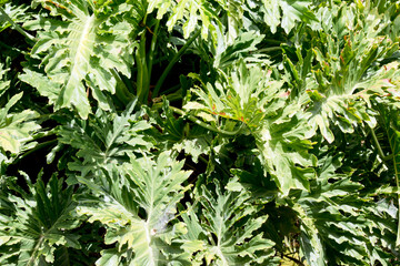 the plant is growing up the side of a building