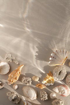 Various Sea Shells on sandy background