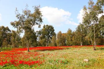 Wild red anemone flowers are blooming among a green grass and eucalyptus trees on the meadow. Magnificent spring flowering landscape in nature reserve of National Park. South Israel. Ecotourism