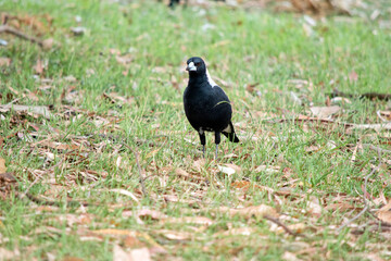 the magpie is looking for food in the grass