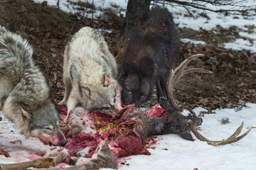 Grey Wolves (Canis lupus) Looks Up Over Bloody Deer Carcass Winter