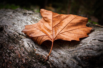 Fallen crisp autumn golden leaf on tree bark