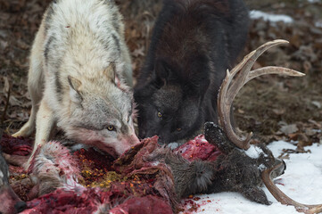 Grey Wolves (Canis lupus) Heads Together at Bloody Deer Carcass Winter