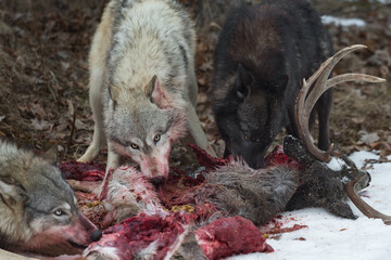 Grey Wolves (Canis lupus) Pull Meat From Bloody Deer Carcass Winter