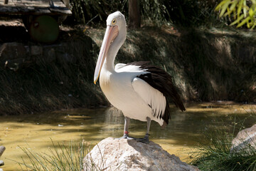 the pelican is standing on a rock near a creek