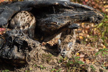 Cougar Kitten (Puma concolor) Crawls Under Log Another Inside Autumn