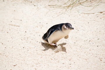 the fairy penguin is kicking sand as he walks to the ocean