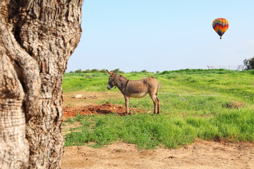 Donkey grazes on a green meadow. The hot air balloon flies in the sky. Spring in Israel