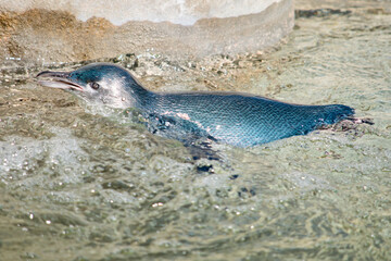 Obraz premium this is a close up of a penguin swimming
