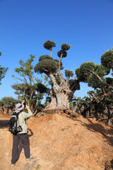 Male traveler taking pictures of ancient olive trees with knobby gnarly giant trunks and roots (several hundred years old) regenerate and reborn on the Olive Road Nursery. Derech hazayit. Israel