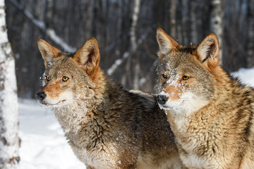 Fototapeta premium Coyotes (Canis latrans) Look Up and to Left Winter