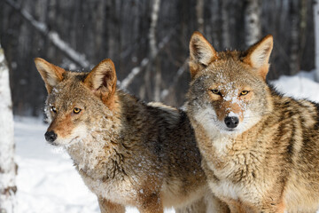 Fototapeta premium Coyotes (Canis latrans) Stand Side by Side Looking Out Winter