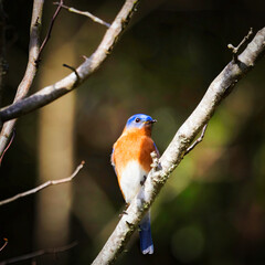 Eastern bluebird on a branch 