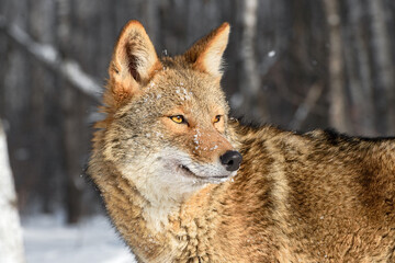 Coyote (Canis latrans) Looks Up and to Right Alone Winter