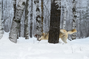 Wolf (Canis lupus) Lifts Leg to Mark Tree Winter