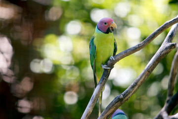 this is a male plum headed parakeet resting on a tree branch singing