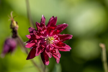 Aquilegia ex 'Bordeau Barlow' is a columbine with double purple flowers