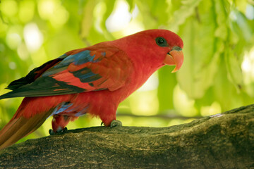 this is a side view of a red lory on a tree branch