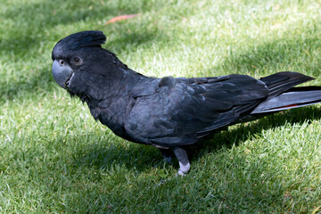 this is a side view of a male red tailed black cockatoo looking for food in the grass