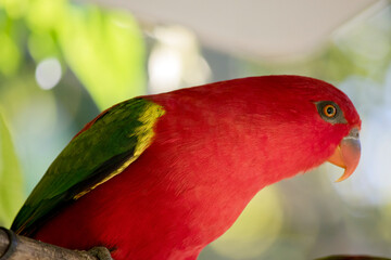 this is a close up of a red lory