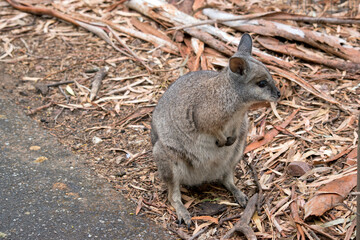 the tammar wallaby is standing up on its hind legs