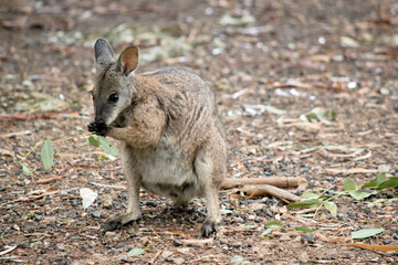 the tammar wallaby is eating leaves