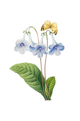 Botanical vintage flower, blue canterbury on a transparent background (Pierre-Joseph Redoute)