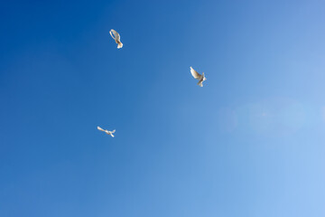 White doves flying in the blue sky
