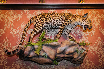Walking wild spotted leopard, a stuffed animal killed by a predator by a hunter in the interior,...