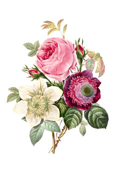 Botanical vintage bouquet flowers, anemone and cabbage pink rose on a transparent background