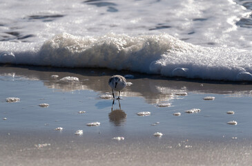 Small Sandpiper bird foraging along the ocean sands