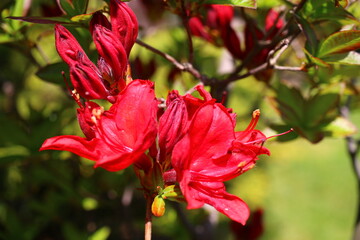 rhododendron azalia różanecznik - obrazy, fototapety, plakaty