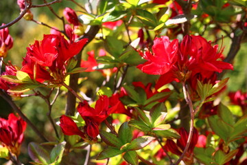 rhododendron azalia różanecznik