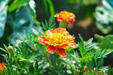 Orange and red tagetes or Marigold flowers in the home garden. Tagetes blooming on a green background of a home garden on a sunny day.