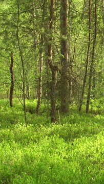 Vertical video of a beautiful green trees at sunny day, with white butterfly