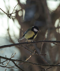 great spotted woodpecker