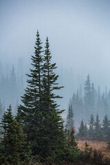First Snow Fall on confers in the Colorado Mountains