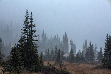 First Snow Fall in the Mountains