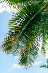Fototapeta na wymiar Exotic flowers Palm branch of French Polynesia
