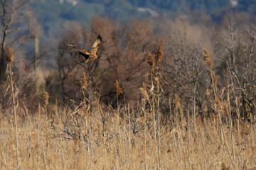 un busard des roseaux en chasse