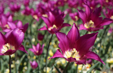 Purple tulips on a flower bad in the park