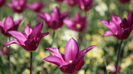 Background with purple tulips in a flower bad