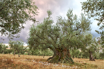 Giano dell’Umbria, Perugia, Italy: very ancient olive tree, 1700 years old - 579166922