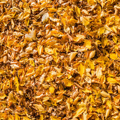 Herbstlaub auf dem Boden